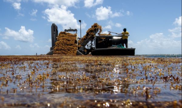 Scientists puzzled by this year’s Atlantic Sargassum 2023